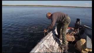 Сбор Водорослей / Из Не Вошедшего В Фильм 