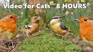 Play this video Cat Entertainment  Video and Bird Sounds for Cats  The Ultimate 8 HOURS 