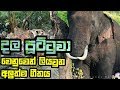 Athage Wilapaya - (ඇතාගේ විලාපය) Video - Manakkalpitha Ft. Sandeep Jayalath | MS Video Production