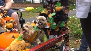 Lauren's Crazy Pet Show - Episode 7