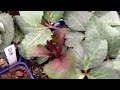 Hellebore Pink Frost