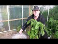 Paprika Und Peperoni Ernten Einpflanzen Diy Andy S World images Paprika Und Peperoni Ernten Einpflanzen Diy Andy S World