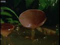 Red-eye tree frog and tadpoles - Shadow of the Sun - BBC