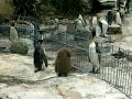 King Penguin Makes a Lot Of Noise