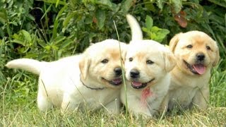 Baby Animal Cuteness Overload - Buc~A~Buc Farm