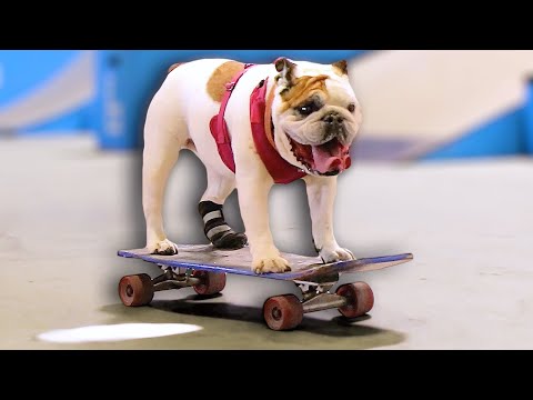 WORLD'S CUTEST SKATEBOARDING DOG!