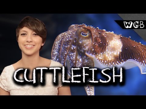 Cuttlefish Are Weird, Gross & Beautiful Cuttlefish Are Weird, Gross & Beautiful klip izle