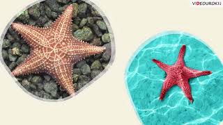 Видеоурок Для Начальных Классов «Подводный Мир И Его Обитатели»