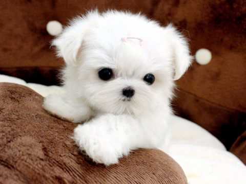 Maltesepuppies Youtube on Malta 0 Views Video Maltese Dog Give Birth To 6 Puppies 24709 Views