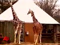 Raw Video: Giraffes Frolic at Chicago Zoo