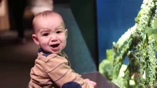 Funny baby and pets