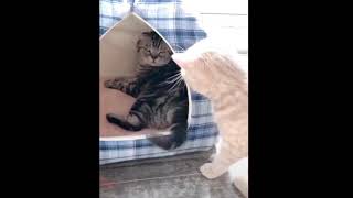 Funny cat with cat's gadgets EP-1