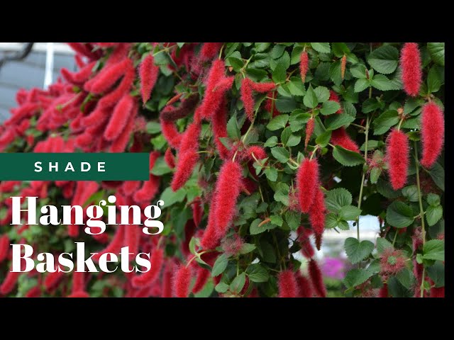 Hanging Baskets for Shady Spots | Fairview Garden Center