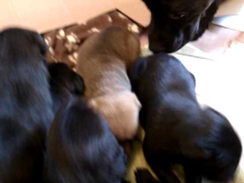 pitweiler puppies for sale pitweiler puppies 4 sale pitweiler puppies for sale pitweiler puppies 4 sale