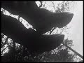 Alone You Walk Video preview