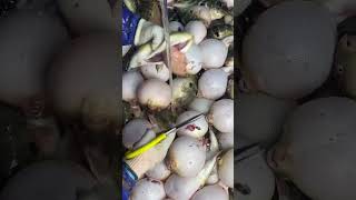 Wholesale Puffer Fish 10Piece Fragrant Stuff Crunchy