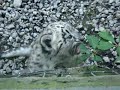 Adorable Snow Leopard Cubs