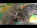 肉球をペロペロする赤ちゃん猫  grooming kitten