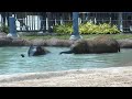 Baby Elephants Get Clean at the Houston Zoo!
