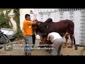 Cow Qurbani Churi Chalani Nahe Aati