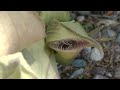 gigantea