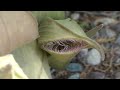 gigantea