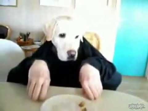 dog eating human