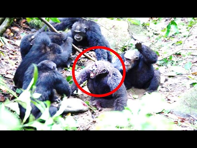 A New Society Of Mountain Chimpanzee Were Being Observed But Scientist Never Expected This To Happen