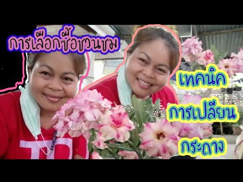เทคนิควิธีเลือกชวนชมสีสวยๆและการเปลียนกระถางชวนชมฮอลแลนด์ดอกสี 24/4/2564