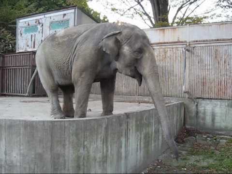 宇都宮動物園アジアゾウ_宮子さんの得意技