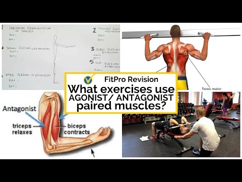 What exercises use agonist antagonist paired muscles?