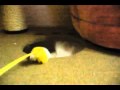 モグラたたきですか。。。@ノルウェジアン・フォレストキャット
