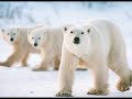 Endangered and Extinct Species