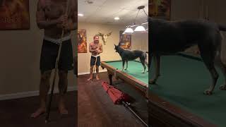 Blue Heeler Learns To Play Pool By Watching Owner Play