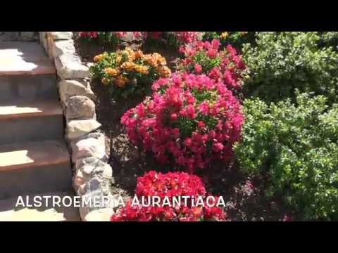 Header of Alstroemeria aurantiaca