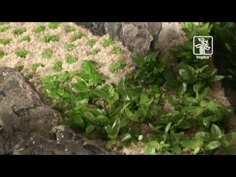 The advanced plant aquarium, Tropica Aquarium Plants