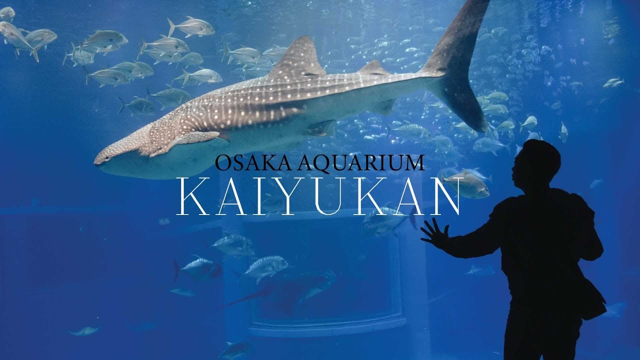 ไปดูฉลามวาฬเป็นๆที่ OSAKA AQUARIUM พิพิธภัณฑ์สัตว์น้ำที่เป็นไฮไลท์ของโอซาก้า