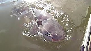 Fishing For Catfish From Kayak mp3 mp4 flv webm m4a hd video indir