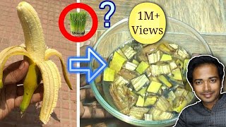 Banana peels fertilizer quick and easy