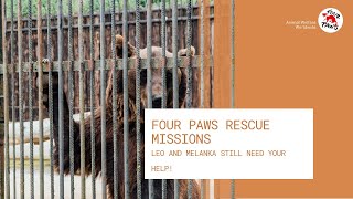 Leo and Melanka still need your help! | FOUR PAWS | www.four-paws.org