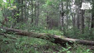 Звуки Леса - Расслабляющая Атмосфера, Пение Птиц, Спокойный Пейзаж В Утреннем Лесу