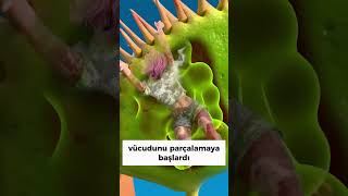 Venüs Sinel Kapan Bitkisi İnsan Yutsa Ne Olurdu