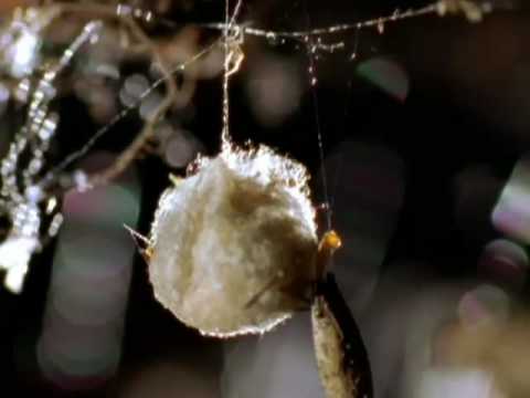 Animal Weapons: Episode 2 - Fatal Attraction
