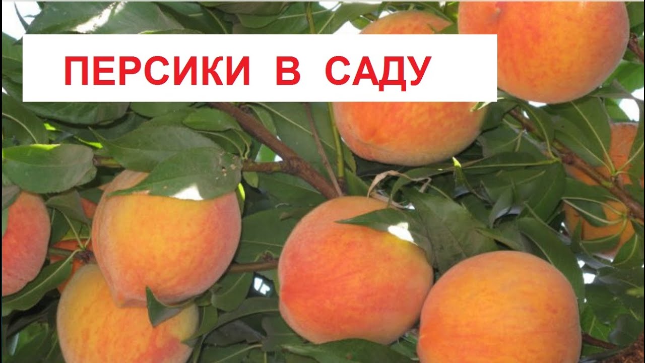 Выращивание нектаринов в средней полосе 99