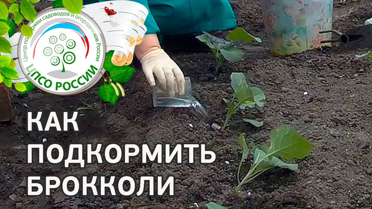 Как сажать цветную капусту в открытый грунт 44