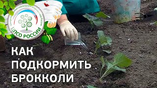 Семена рыжея (рыжика посевного) купить в Киеве, цена, отзывы Семена рыжея (рыжик посевной) - Россия Купить в И-МНЕ Москва