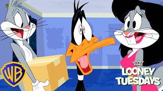 Looney Tunes Em Português 🇧🇷 | Quem Está De Mudança?! | Wb Kids