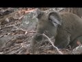 Koala Infancy - Documentary about Australian Koalas