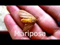 artropode