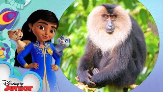 Lion-Tailed Macaque | Disney Animals | @Disney Junior